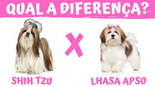 QUAL A DIFERENÇA ENTRE O SHIH TZU E LHASA APSO [upl. by Ayekat]