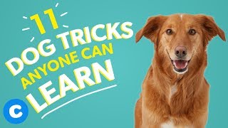 11 Dog Tricks Anyone Can Learn  Chewy [upl. by Akimak]