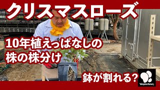 クリスマスローズ 10年植えっぱなしの株の株分け ◆横山園芸 公式◆ 【2023】 [upl. by Guss]