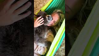 Baby Donkey Cuddles Will Melt Your Heart [upl. by Durston]