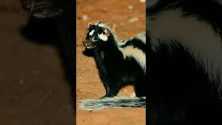 Zorilla Africas Striped Night Hunter with a Potent Defense Zorilla StripedPolecat AfricanWild [upl. by Giliane]