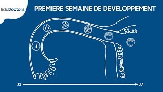 Première semaine de développement embryonnaire  Embryologie Générale [upl. by Lehcin]