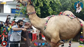 Homemade Qasai Camel Qurbani Bakraqurbanicom [upl. by Sukram71]