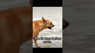 Most Comedy Meme dog memes😂🤣 shorts vira [upl. by Koeninger]