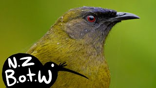 Bellbird  New Zealand Bird of the Week [upl. by Dibbrun534]