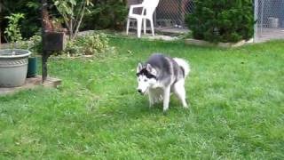 Siberian Husky with hip dysplasia diagnosis 2 years old [upl. by Anirtep]