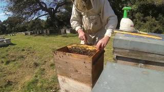 TUTO APICULTURE comment monter une ruche éleveuse en vu de faire de lélevage de reines [upl. by Winikka]