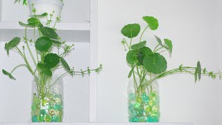 How To Grow Gotu Kola from Cuttings in Hydrogel  Centella Asiatica  Gardening Tips [upl. by Siouxie]