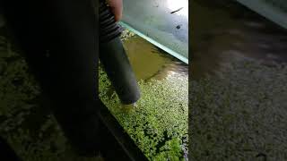 How To Get Rid of Duckweed Duckweed vs Shopvac SHORTS [upl. by Alaaj]