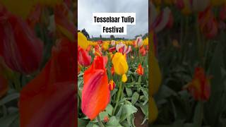 Tesselaar Tulip Festival at Silvan Victoria shorts tulip australia ofw [upl. by Yrffej605]