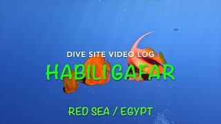 Dive Site Vlog  HABILI GAFAR  Red Sea Egypt [upl. by Blondelle]