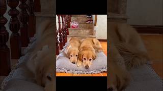 Dogs Friendship 🥹🥰 tiktok facts tiktokvideo shortvideo [upl. by Trinette]