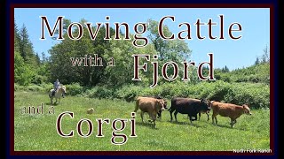 Corgi and Fjord Cattle Drive corgis horses cattle farming ranch fjords oregon animals [upl. by Acnaiv450]