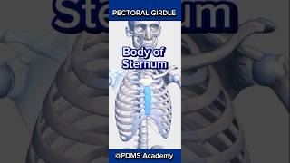 Skeleton skeletal system pectoral girdle medicine humananatomy pharmamcqs [upl. by Adimra]