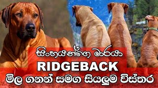 Everything about Ridgeback Sinhala 🐕  නවතම මිල ගනන් සමග [upl. by Tigges]