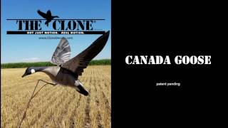 Clone Decoys Canadian Goose [upl. by Theodosia]