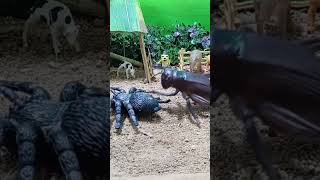 Grasshopper Vs spiders fighting💪grashhopperspidermanbutterflycartoonyoutubeshortsshortsviral [upl. by Asante]