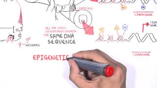 Epigenetics  An Introduction [upl. by Trauts]