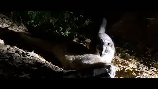 Porcupine  Himalayan Palm Civet  Chopta Wildlife Bird Photography Tour  Himalaya Birding Guide [upl. by Eceirahs]