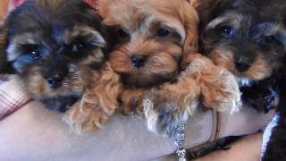 Cavapoo Puppies [upl. by Jesus563]