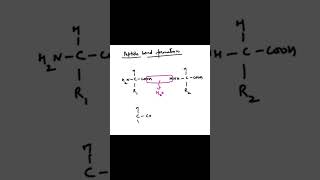 Peptide bond neetbiology apbiology ibbiology biomolecules [upl. by Rettuc19]