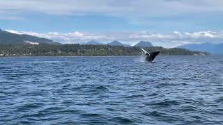 Humpback Whales Breaching in the Salish Sea near Vancouver Canada [upl. by Teri216]