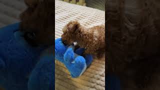 Маленький шкодник😀🫶 pudel poodle dog happydog toypoodles тойпудель toydog пудель [upl. by Timmy]