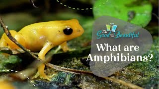 What are Amphibians  Reptiles Amphibians and Fish  The Good and the Beautiful [upl. by Dwyer]