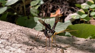 Giant Wasp Drills Through Tree to Parasitize Other Wasps Larva [upl. by Luiza]