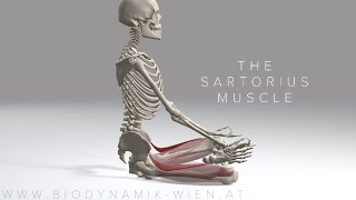 Sartorius Muscle 4K Animation [upl. by Emelun720]