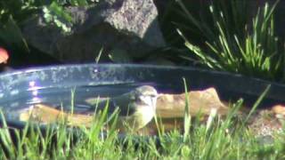 Der Gartenpaparazzo  Beobachtungen am Vogelbad [upl. by Nesyla]