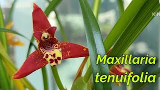 Maxillaria tenuifolia очередное домашнее цветение [upl. by Kohcztiy418]