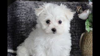 Maltese Puppies for Sale [upl. by Machos]