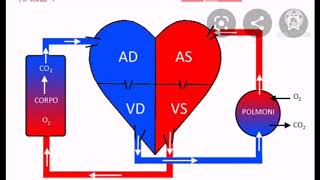 Il Cuore ❤  Anatomia e Fisiologia per OSS [upl. by Ecined]