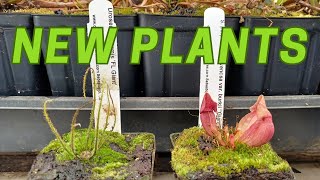 Carnivorous Plants Unboxing  2 New Plants [upl. by Norramic]