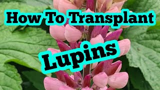 How to transplant lupins [upl. by Dyrraj900]