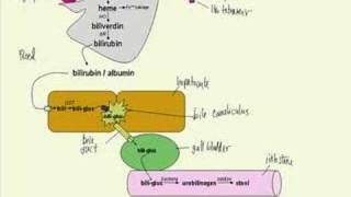 bilirubin metabolism made simple [upl. by Zelazny]