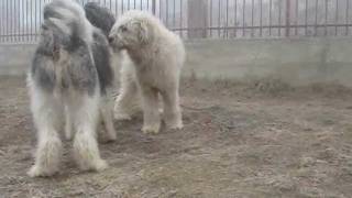 Natural breeding of dogs  Mioritic Sheepdog [upl. by Atiuqal]