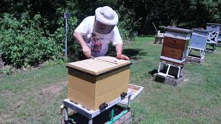 Layens Hive Inspection Progress Check [upl. by Bruell384]