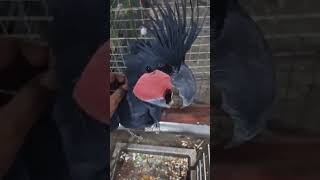 KING COCKATOO‼️ [upl. by Wiley]