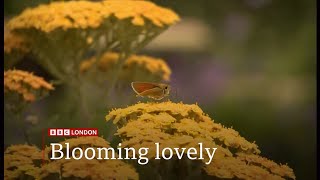 Hampton Court Palace flower show getting under way 2nd largest in London 1July2024 [upl. by Ynnohj647]