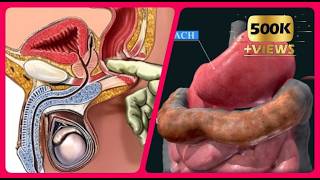 Digestive System Organs You May Not Know ❗😍 [upl. by Ahsian]