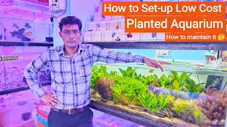 How to Set up Planted Aquarium at Low Cost 🤔  Planted fish tank Pari Aquarium Kurla fish Market [upl. by Cuda384]