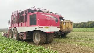 Lifting sugar beet Vervaet Evo Beet Eater 625 with sound [upl. by Sontag308]