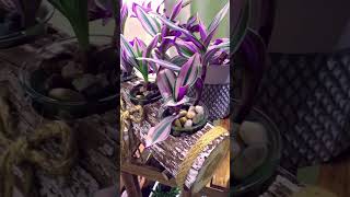 Tradescantia Nanouk Propagation  Fantasy Venice  Wandering Jew [upl. by Amliw]