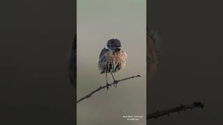 EUROPEAN STONECHAT BIRD  Rainbow Aviary  shortsvideo trending birds viralvideo wildlife [upl. by Mandle]