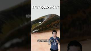 Ectoparasites  Every Type of Parasite Explained Part 1 [upl. by Idnahk]