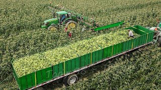 US Farmers Harvest 29 Billion Pounds Of Sweet Corn This Way  Farming [upl. by Amocat605]