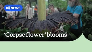 Massive stink corpse flower blooms in Geelong attracting crowds  ABC News [upl. by Donoho299]