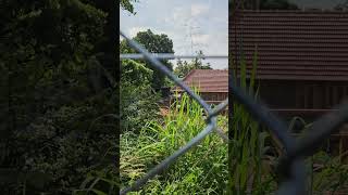 Tatafencing fencingsolution chainlinkfence shorts home architecture shorts youtubeshorts [upl. by Lawlor702]